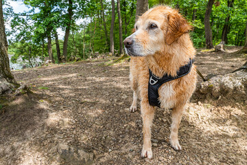 Beautiful golden retriever dog at forest near steinbachtalsperre