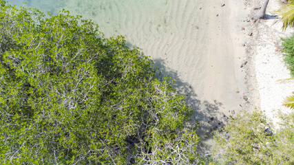 Manglar en la playa