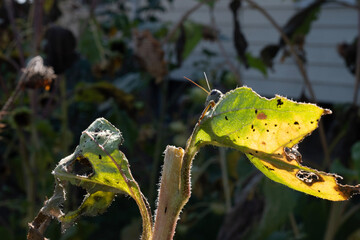 grasshopper eating a yellow sunflower leaf 