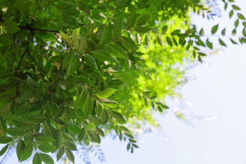 Ash tree branches with green leaves on sky background
