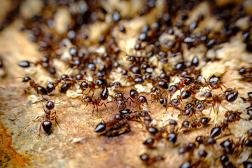 Pavement Ant Hill