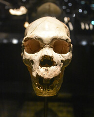 Burgos, Spain - 16 Oct, 2021: Pre-historic human skulls on display in the Museum of Human Evolution