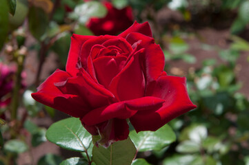 rose planting in a public park of an outdoor city