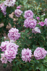 rose planting in a public park of an outdoor city