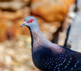 Wild African speckled pigeon looks into the camera.
