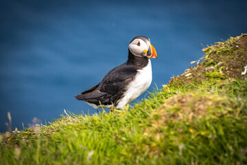 atlantic puffin or common puffin, faroe islands, mykines