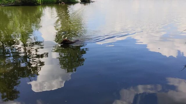 The dog swims to the shore and comes out of the water. A red dog carries a stick in its mouth. Walk with your pet on the lake.