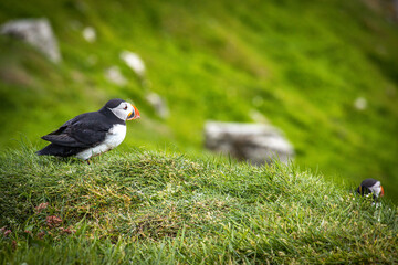 atlantic puffin or common puffin, faroe islands, mykines	
