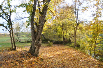 autumn in the forest