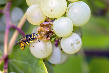 Wasp (Vespula) feeding on a grape in a vineyard.