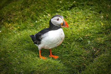 atlantic puffin or common puffin, faroe islands, mykines