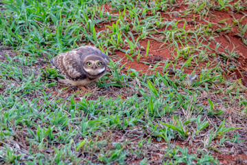 Burrowing owl cub on the grass floor, Closeup