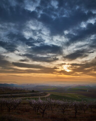 sunset over the field