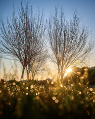 sunset in the park