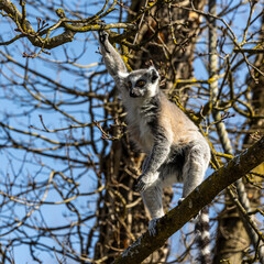 The ring-tailed lemur,Lemur catta with white ringed tail is the most known lemur