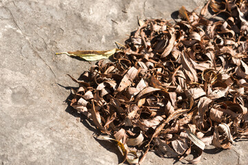 dried willow leaves gathered on a large stone