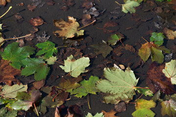 autumn leaves background or leaves floating in a grungy puddle of rain water