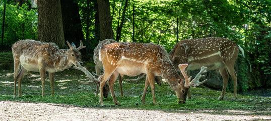 The fallow deer, Dama mesopotamica is a ruminant mammal