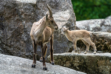 Male mountain ibex or capra ibex on a rock