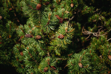 branches of a pine