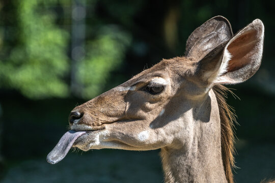 The common eland sticking its tongue out. Taurotragus oryx is a savannah antelope