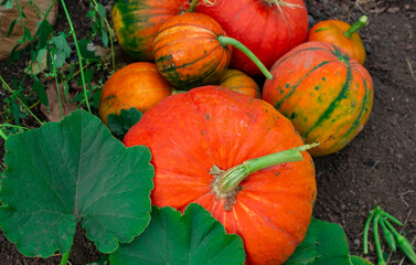 pumpkins on the grass