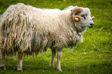 sheep in the field, faroe islands