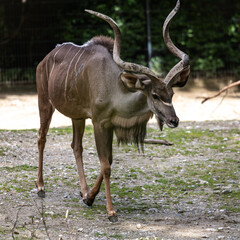 Naklejka na ściany i meble Greater kudu, Tragelaphus strepsiceros is a woodland antelope