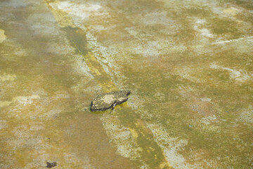 grungy moss covered water basin