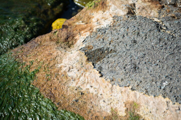 lichen on stone