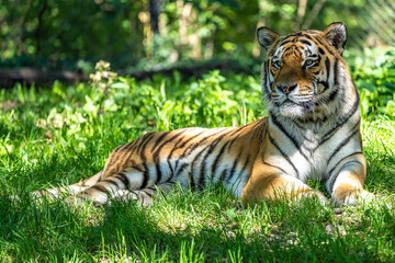 The Siberian tiger,Panthera tigris altaica in a park - obrazy, fototapety, plakaty