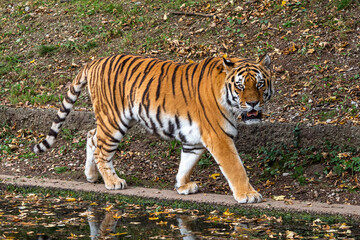 The Siberian tiger,Panthera tigris altaica in a park