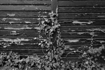 Wild wuchernder Efeu an einer heruntergekommenen alten  Holzfassade in einem Garten in Steinhude am...