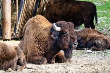 Fototapeta premium American buffalo known as bison, Bos bison in the zoo