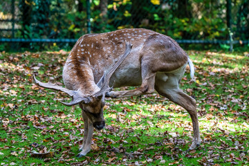 The fallow deer, Dama mesopotamica is a ruminant mammal