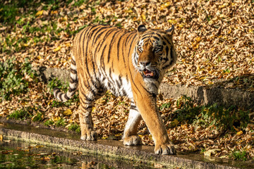 The Siberian tiger,Panthera tigris altaica in the zoo