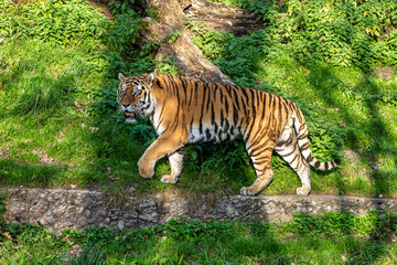 The Siberian tiger,Panthera tigris altaica in the zoo