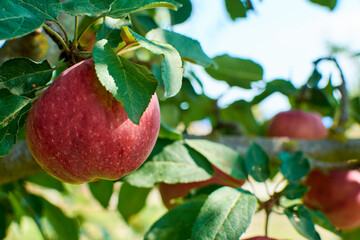 Apple tree with red apples close up in sunlight. Red apple grow on a branch. Selective focus at...