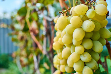 Ripe Grapes Of The Vineyard In Autumn. Ripe Grapes On A Vine For Making Red Or White Wine. Grapes Are Harvested For Wine. Countryside With Beautiful Vineyards.