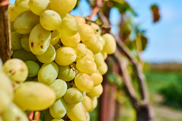 Ripe Grapes Of The Vineyard In Autumn. Ripe Grapes On A Vine For Making Red Or White Wine. Grapes Are Harvested For Wine. Countryside With Beautiful Vineyards.