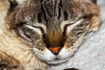 Obraz premium Gata Nina IMG_6147