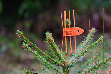Close-up of the tip of a young spruce that is protected from being bitten by deer with a plastic clip in the forest