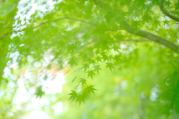緑の楓