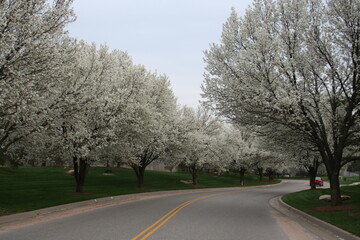 Obraz premium Bradford pair trees in bloom in Wichita. 