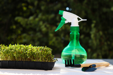 Microgreen gardening. Cress salad on a background of greenery with hand sprayer and gardening...