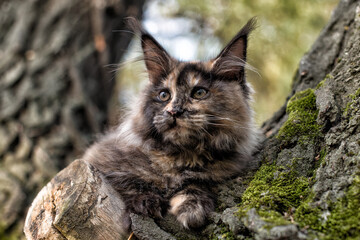 Obraz premium A big bright maine coon kitten sitting on a tree in forest.