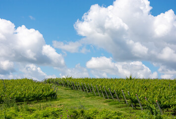 Fototapeta na wymiar Field with vineyard and blue sky with clouds