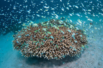 Naklejka na ściany i meble Blue-green damselfish, Chromis viridis, hover around a coral colony on a sandy slope in Raja Ampat. This scenic part of Indonesia is home to the highest marine biodiversity on Earth.
