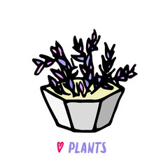 Succulent cactus in grey pot. Hand drawn doodle succulents icon, logo. Isolated houseplants in concrete flowerpot. Vector illustration for poster, banner.