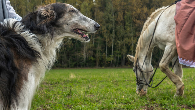 Beautiful russian borzoi or greyhound dogs with horse. Close-up view of dogs and hotse heads. Animal concept.